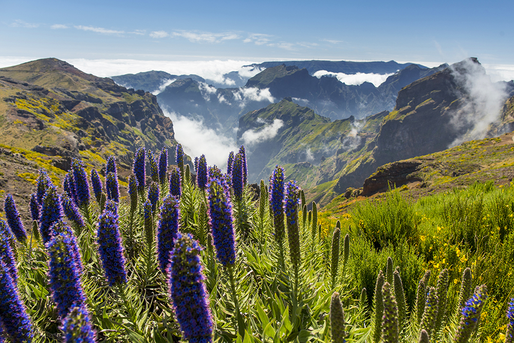Madeiras nordkyst - rundt på Madeira
